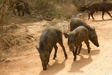 Wid boars at Yala national Park, Sri Lanka