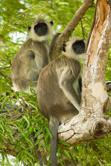 Gray langur monkeys on a tree, rural Sri Lanka