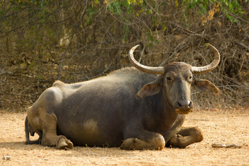 Wild water buffalo at Yala national park - obrazy, fototapety, plakaty