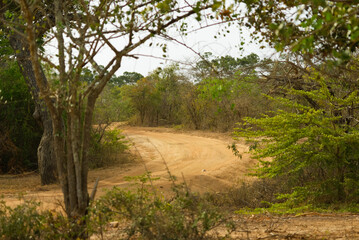 Dusty dirt road though Yala national park