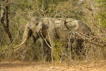 Fototapeta premium Wild elephant at Yala national park