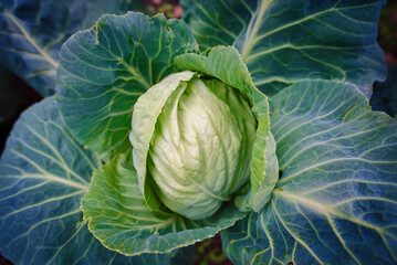 Obraz premium Homegrown cabbage, fresh cabbage head in the garden closeup. Green vegetable plant. Growing eco vegetables for cooking, organic farming. Plant, grow, and care for cabbag concept