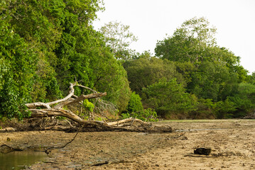 Dry fallen tree at Yala National Park