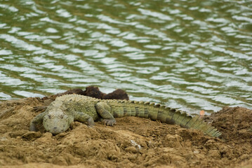 Mugger crocodile aka marsh crocodile resting by water at Yala National Park