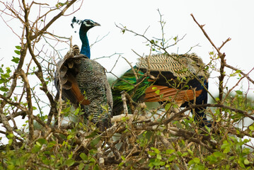 Two peackocks on a tree at Yala National Park