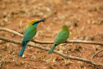 Two green bee-eater birds sitting on a dry twig