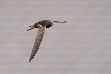 Common swift in flight