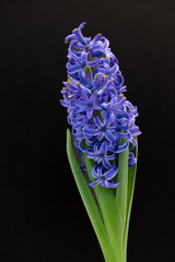 Blue Hyacinth '22