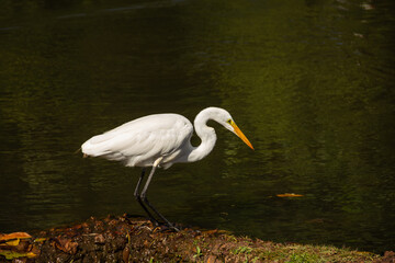 Uma  Garça-branca-grande (Ardea alba), às margens do lago.