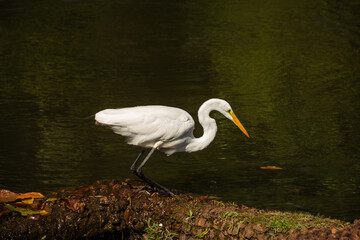 Uma  Garça-branca-grande (Ardea alba), às margens do lago.