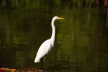Uma  Garça-branca-grande (Ardea alba), às margens do lago.
