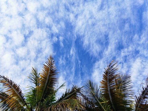 palm trees against blue sky