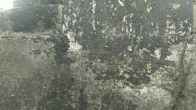 izard or cicak is crawling on a dirty, rough cement wall in search of food