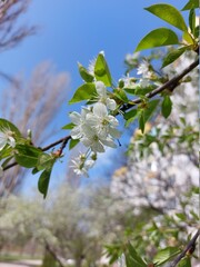 Bloomingtree, early spring, beautiful view attracts the eye, romantic mood, desire for freedom and a walk. Apple and cherry blossoms