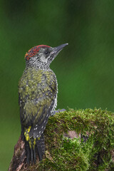 A rainy day for the Green spotted woodpecker (Picus virdis)