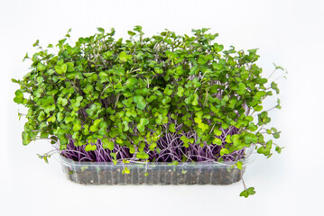 Red cabbage microgreens grow in a plastic pot with soil. Microgreens in a pot on a light background. The concept of healthy eating