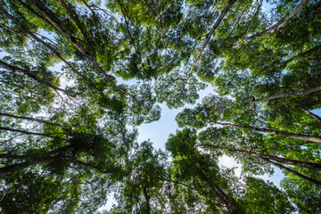 Forest, lush foliage, tall trees. Tree with green leaves and sun light. Bottom view background. Tree below.