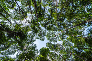Forest, lush foliage, tall trees. Tree with green leaves and sun light. Bottom view background. Tree below.
