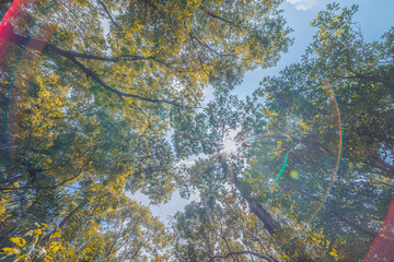 Forest, lush foliage, tall trees. Tree with green leaves and sun light. Bottom view background. Tree below.
