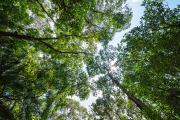 Forest, lush foliage, tall trees. Tree with green leaves and sun light. Bottom view background. Tree below.