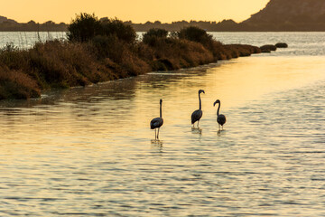 Wildlife scenery view with beautiful flamingos wandering at sunset in gialova lagoon, Greece