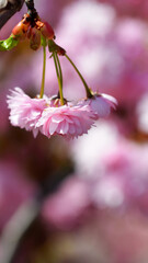 Piękne różowe kwiatuszki na kolorowym naturalnym tle.   - obrazy, fototapety, plakaty