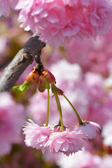 Piękne różowe kwiatuszki na kolorowym naturalnym tle.   - obrazy, fototapety, plakaty