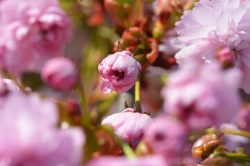 Piękne różowe kwiatuszki na kolorowym naturalnym tle.   © FotoDax