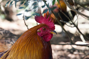 Ein Hahn im Unterholz im Portrait