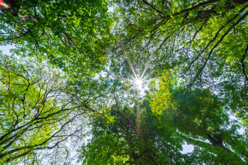 Fototapeta na wymiar Forest, lush foliage, tall trees. Tree with green leaves and sun light. Bottom view background. Tree below.
