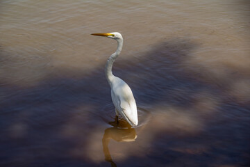Uma garça-branca-grande (Ardea alba) dentro da água de um lago.