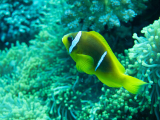 Fototapeta na wymiar Red Sea Anemone Fish