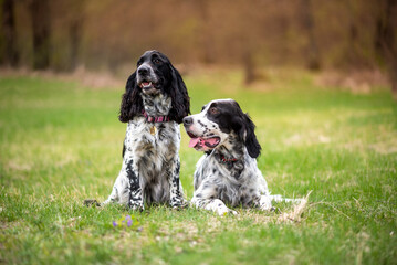 Two beautiful black and white dogs walking on a meadow near the forest. Hunting dogs during...