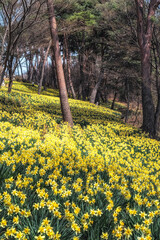 Obraz premium House of Yu Gi Bang Daffodil Fields