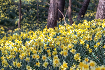 Obraz premium House of Yu Gi Bang Daffodil Fields