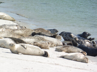 Fototapeta premium Robben auf Helgoland