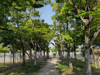 公園の新緑の小道
