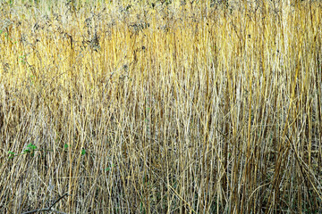 Trockenes Gras