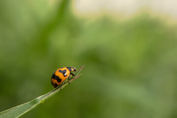 ladybug on green leaf background