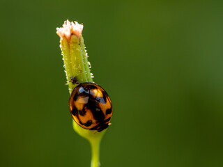 ladybug on green leaf background