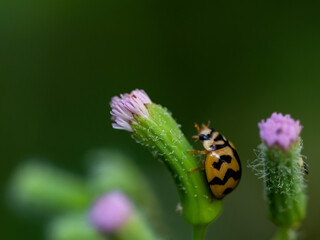 ladybug on green leaf background