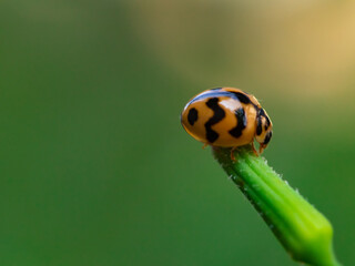 ladybug on green leaf background