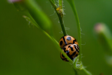 ladybug on green leaf background