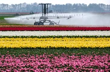 Fototapeten Tulpenveld in Flevoland - Tulip field in Flevoland © Holland-PhotostockNL