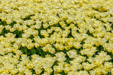 Tulpenveld in Flevoland - Tulip field in Flevoland