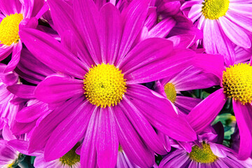 Up close to purple Persian daisy