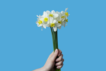 the girl holds a bouquet of white daffodils in her hand. daffodils on a blue background.