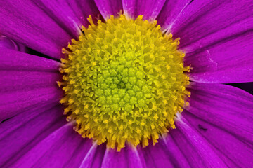 Obraz premium Up close to purple Persian daisy