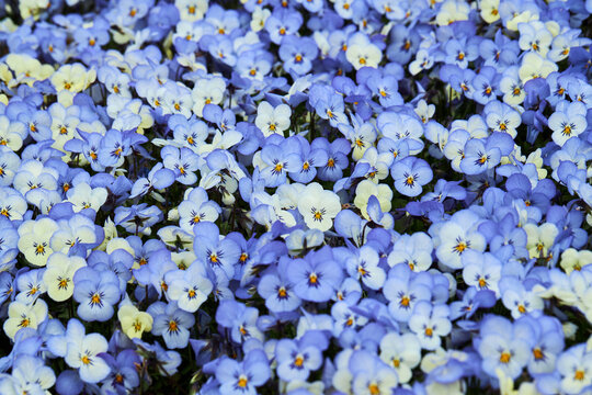 Plenty of blue Viola plant growing outdoors. Viola, Common Violet, Viola tricolor