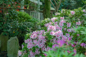Fototapeta na wymiar 東京都文京区根津に咲く満開のツヅジ